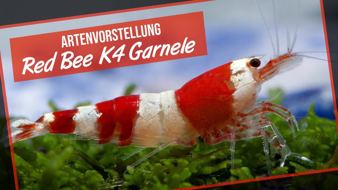 Red Bee Garnele K4 - Artenvorstellung Garnelio