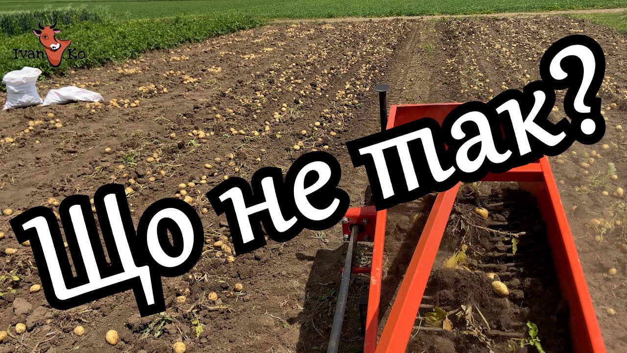 Що з цією картоплею?! 😵 Поясніть у коментарях! Картопля з нюансом — а от черешня супер! 🍒🥔#ІванКо
