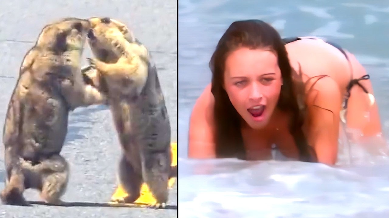 Ozzy Man Reviews: Mega Compilation #18