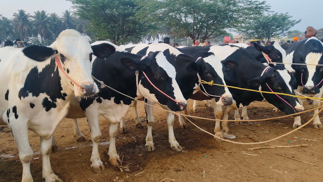 சிந்தாமணி மாட்டு சந்தை கர்நாடக மாநிலம்