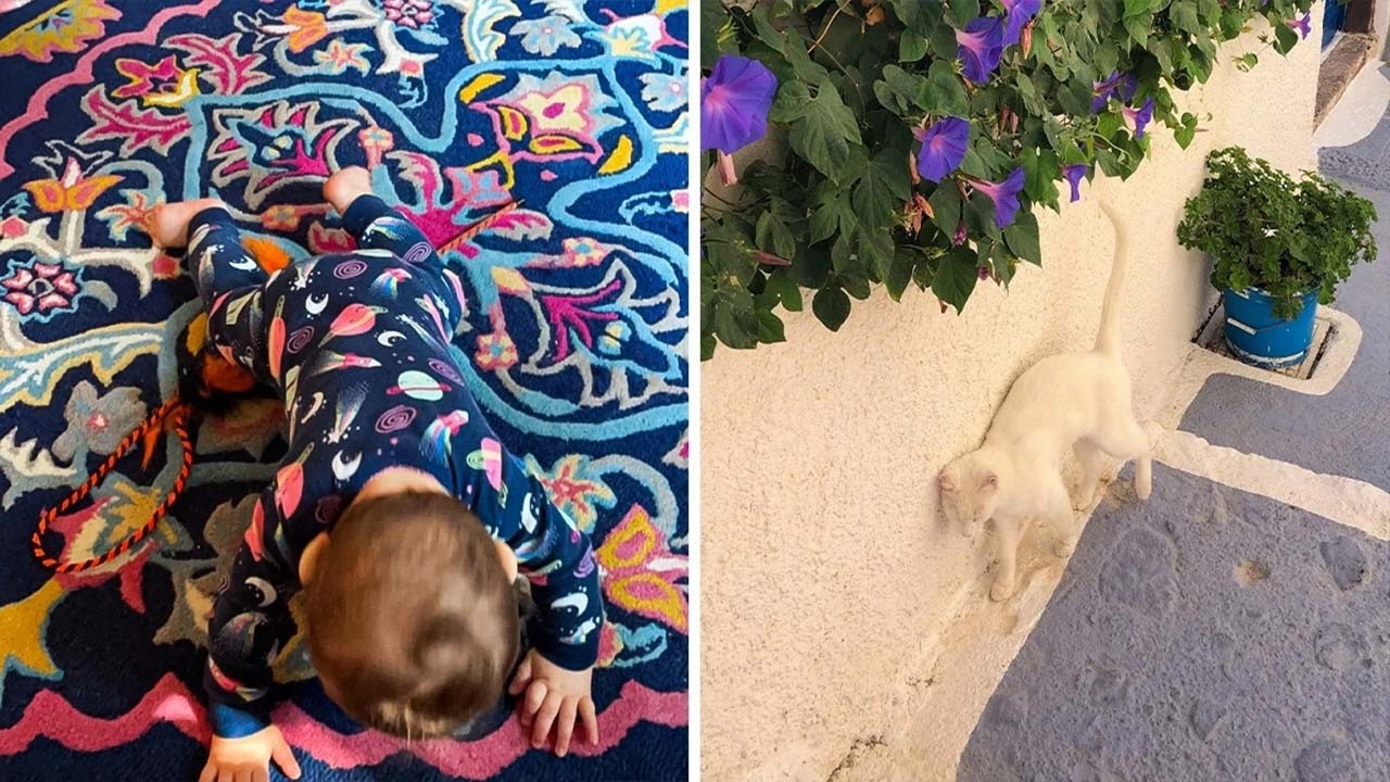Chameleon-Like Moments That Can Make You Rub Your Eyes