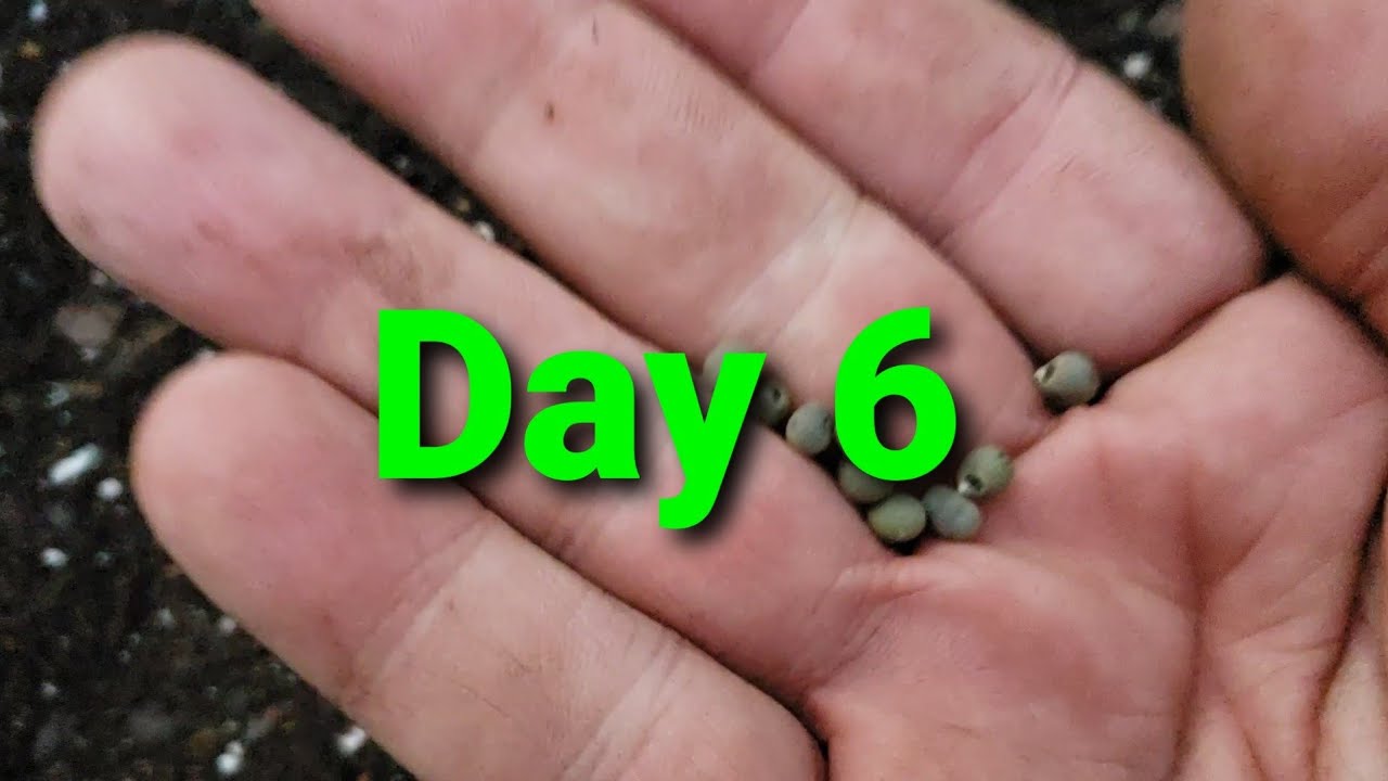 Okra And Malabar Spinach - Two Heat Lovers - Day 6 of #youtube30daychallenge