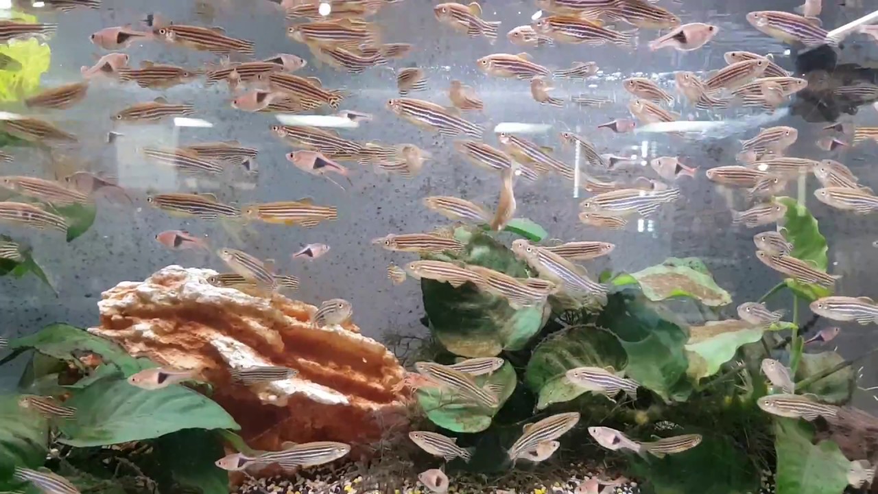 Danio pregowane - mega ławica