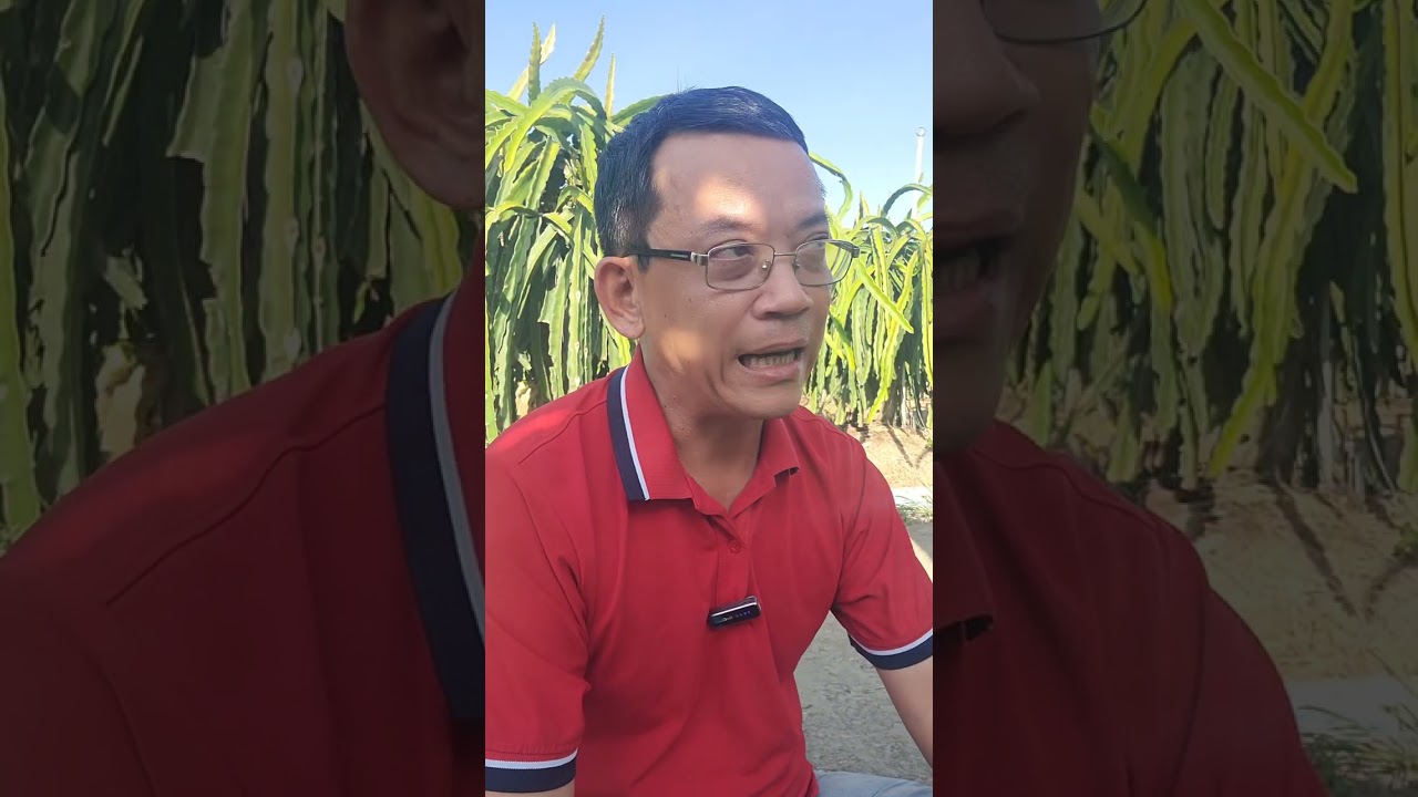 💥TÂM SỰ ĐẦU XUÂN - HƯỚNG ĐI NÀO ỔN ĐỊNH CHO CÂY THANH LONG ?