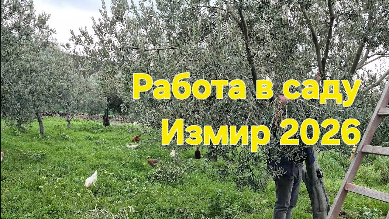 Будни в турецкой деревне: Обрезаем оливки вместе с мужем 👫☀️ #жизньвтурции #деревня #куры #садогород