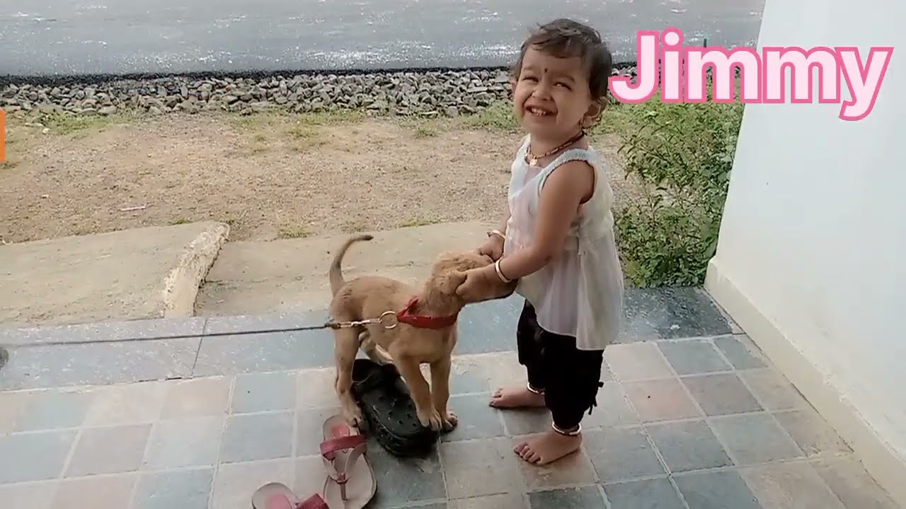50 Day jimmy |street dog #streetdog #dog #jimmy #cute #funny #puppy #dogbreed #Masti #short #YouTube