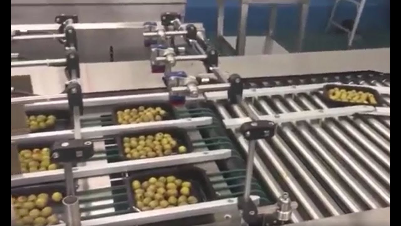 P5-4ZA - Olive Packing Line