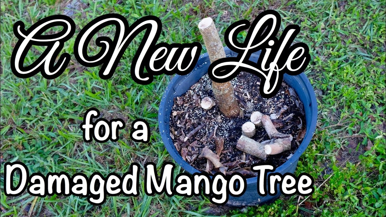 A New Life for a Damaged Mango Tree