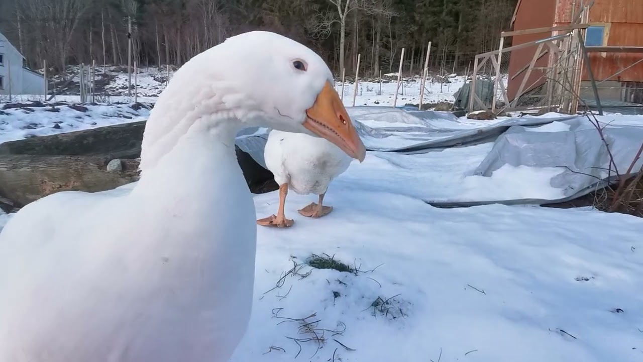 Un día de invierno con los gansos