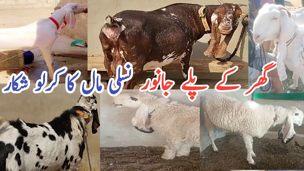 Ghar Ke janvaron ki kharidari Home breed for sale