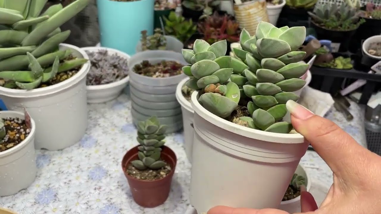 #133  CRASSULA MOONGLOW REPRODUCCION Y CUIDADOS
