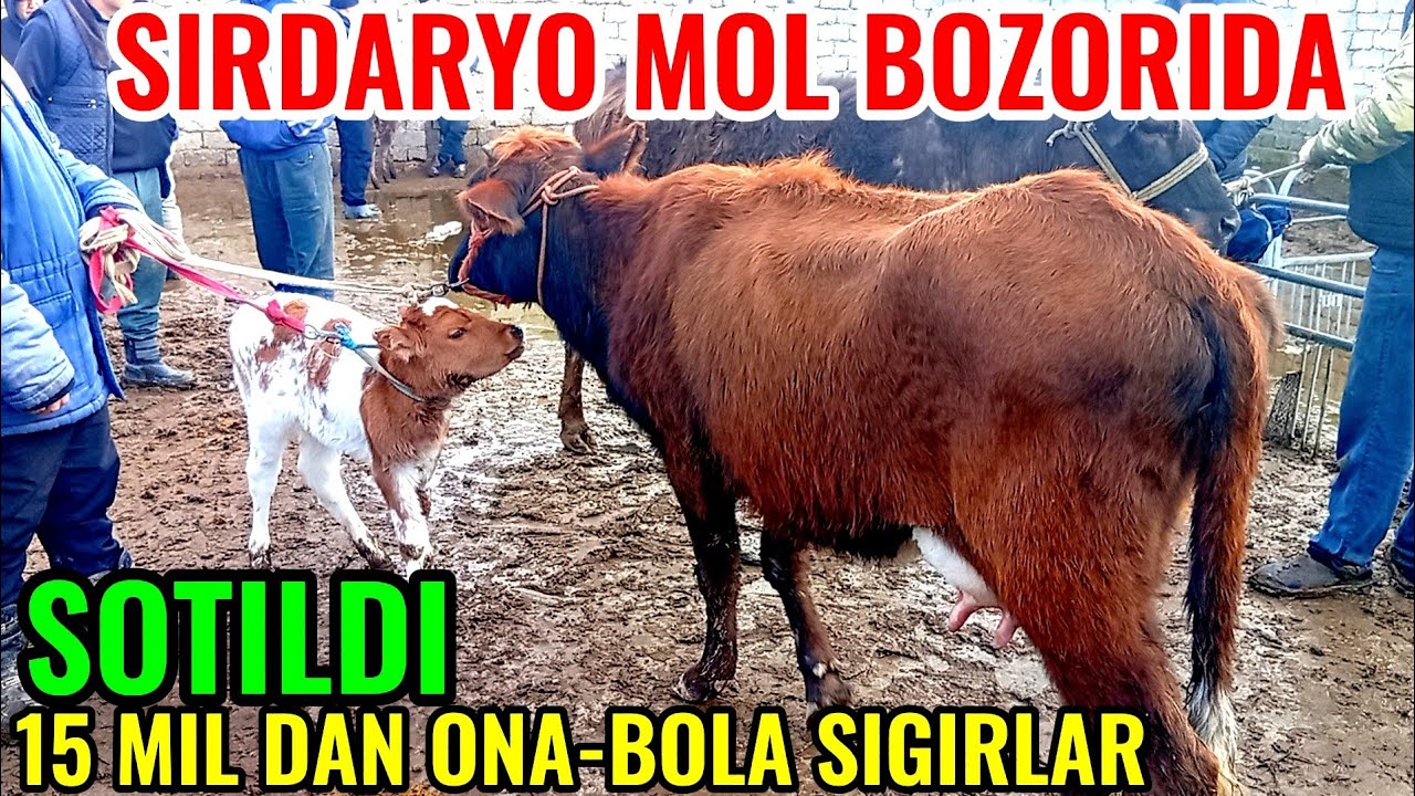 SIRDARYO MOL BOZORIDA ONA -BOLA SIGIRLAR NARXLARI BILAN TANISHAMIZ 🐄🐄🐄🐄🐄