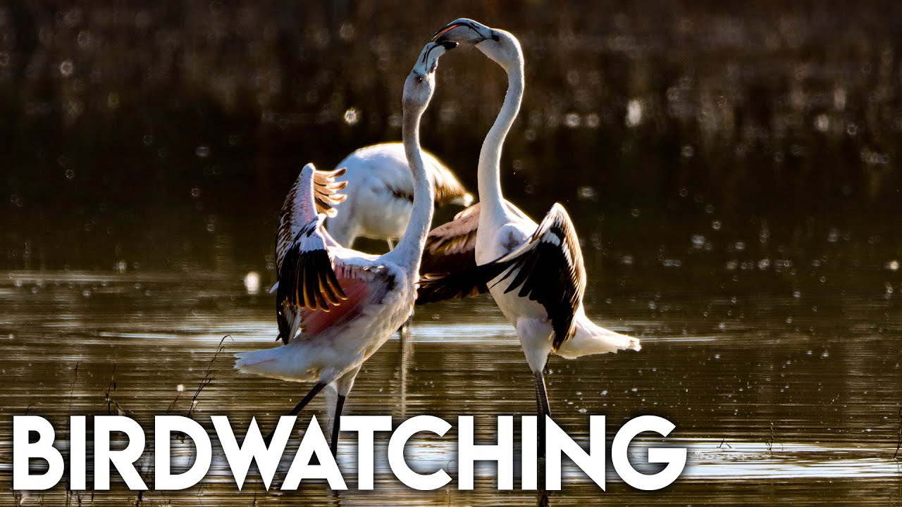 BIRDWATCHING - Una mattinata tra l'avifauna | PARCO DELLA PIANA |