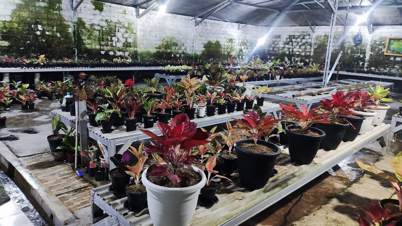 Tanaman Hias aglonema