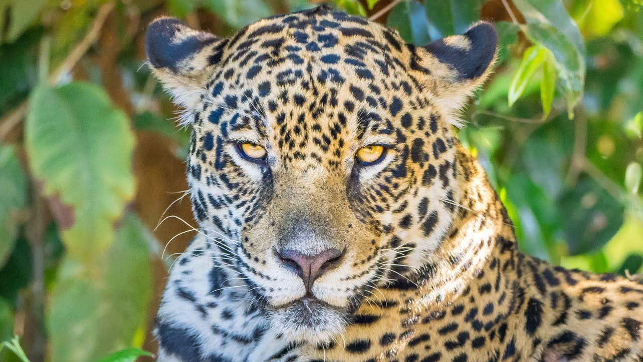 Jaguars of the Pantanal | Birds and Wildlife at Porto Jofre | Mato Grosso Brazil 2023 | 4K-Video
