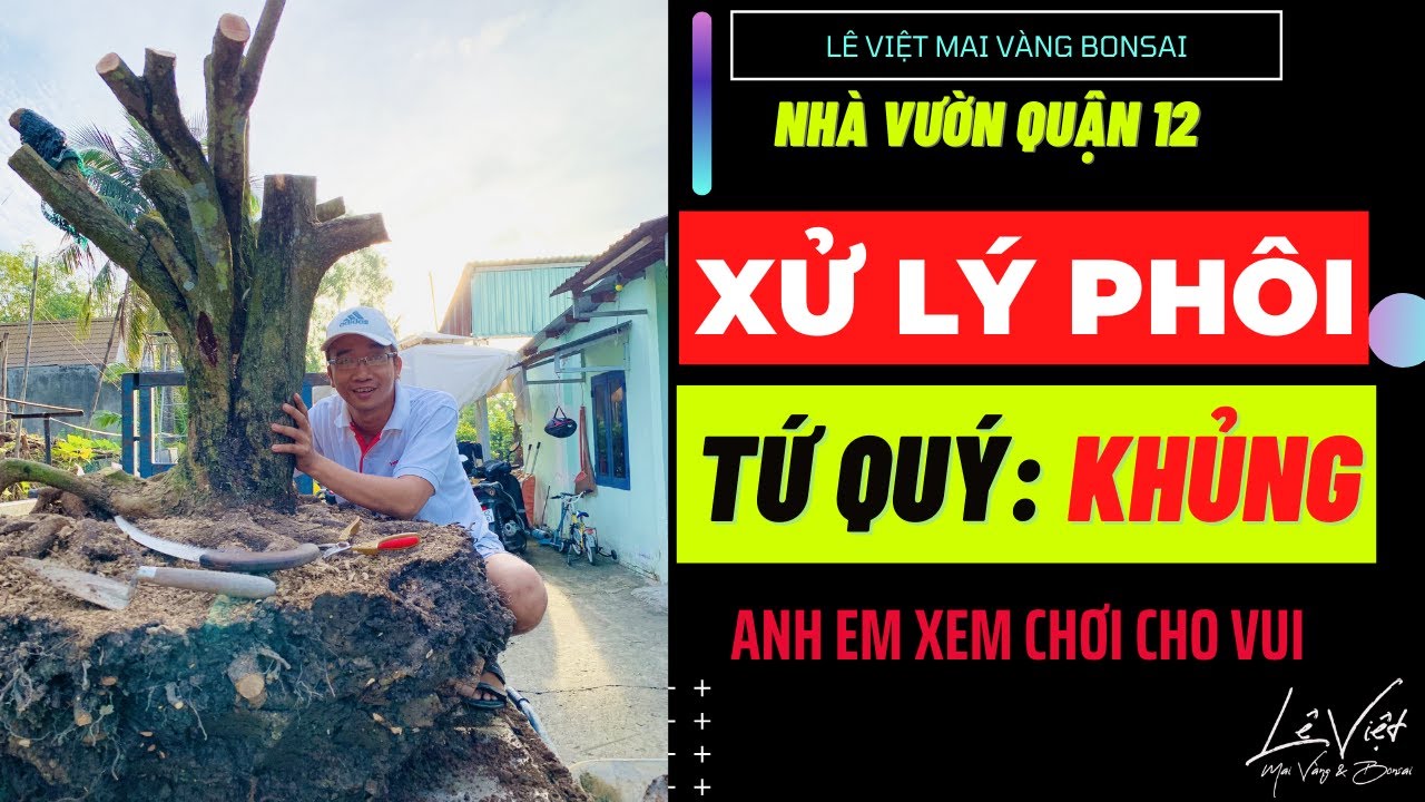 Xử Lý Phôi Mai Tứ Quý KHỦNG : anh em xem chơi cho vui - Lê Việt Mai Vàng Bonsai 0938934323