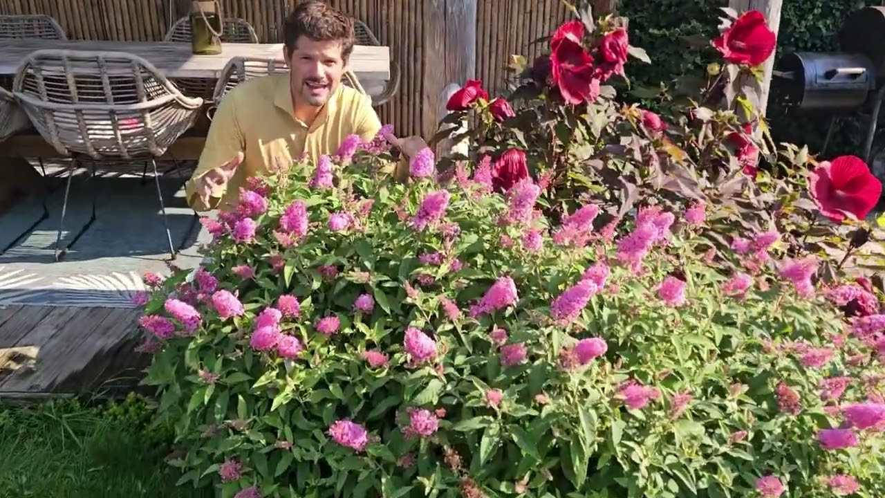 Four-year-old Buddleja Butterfly Candy Little Ruby & Little Pink
