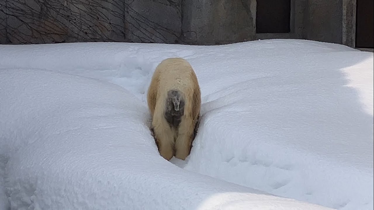 20260211:今日の円山動物園