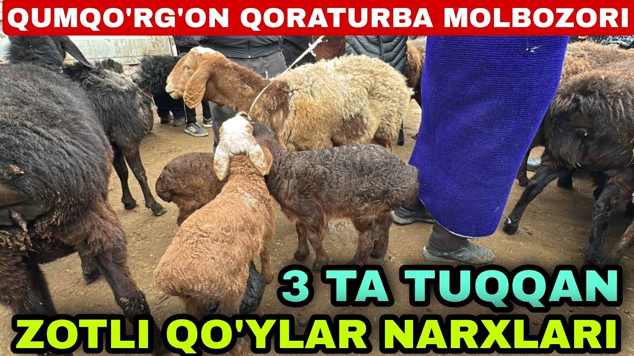 ZOTLI QO'YLAR NARXLARI QUMQO'RG'ON QORATURBA MOLBOZORI 