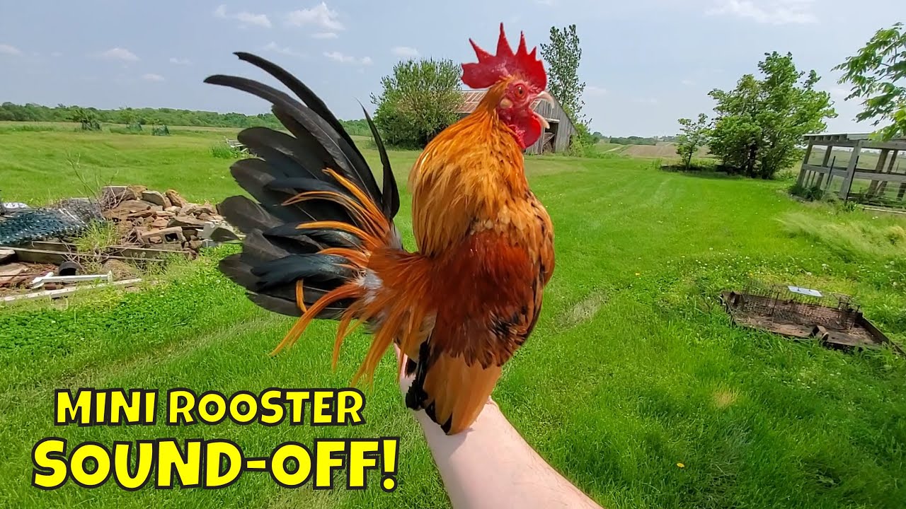 🐓 Serama Chicken Update 🐓 Miniature Chickens as indoor pets 🐤