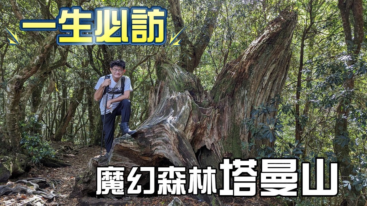 魔幻森林，一生必訪新北第一高峰塔曼山，宛如阿凡達般的場景，巨木參天，樹形奇特，仿如仙境，無論陽光穿林而過，或雲霧彌漫，都讓人感到驚豔。