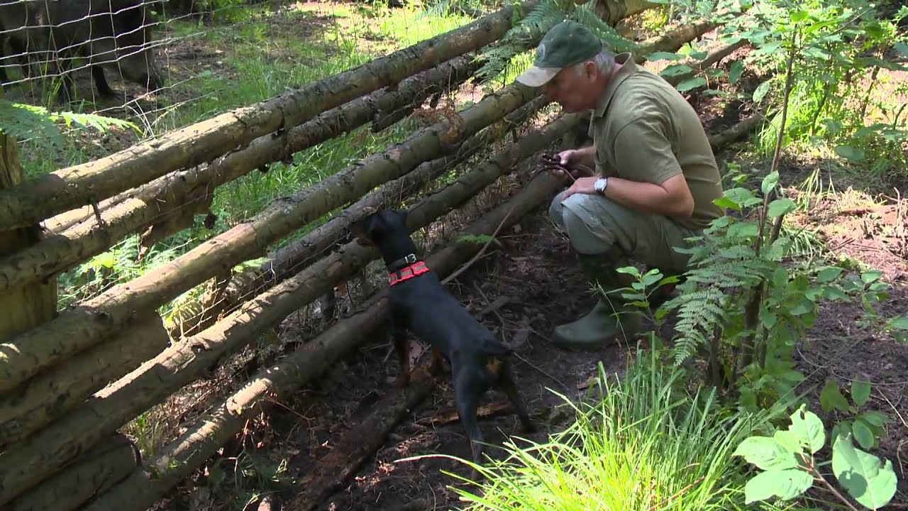 Jagdhundeausbildung im Schwarzwildgatter