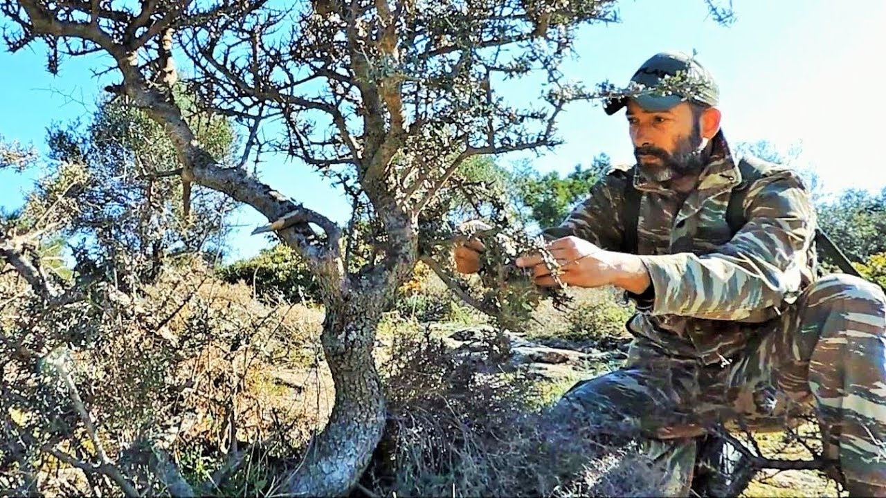 Wild Olive Tree Υamadori Hunting Vol. 1 - Bonsai Inspiration From Nature