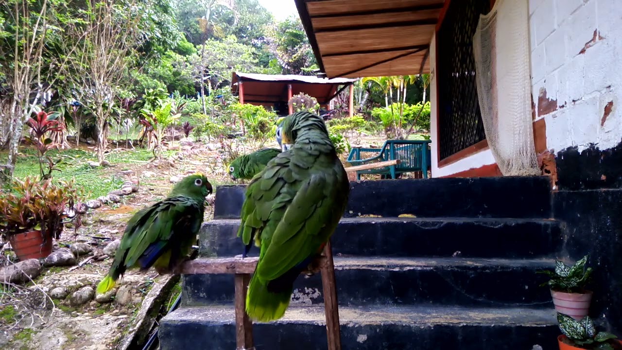 Así suena la verdadera reunión de 4 loros 
