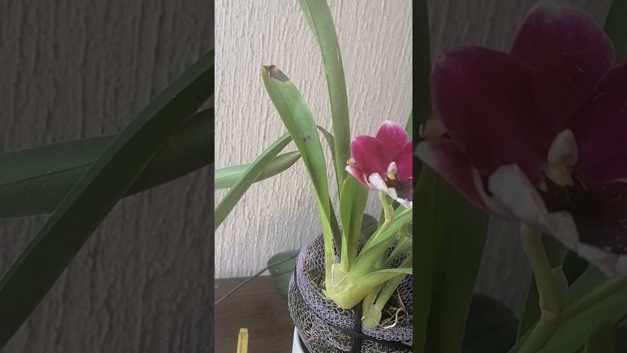 Cuidados de miltoniopsis ( miltonia) en casa. 💚