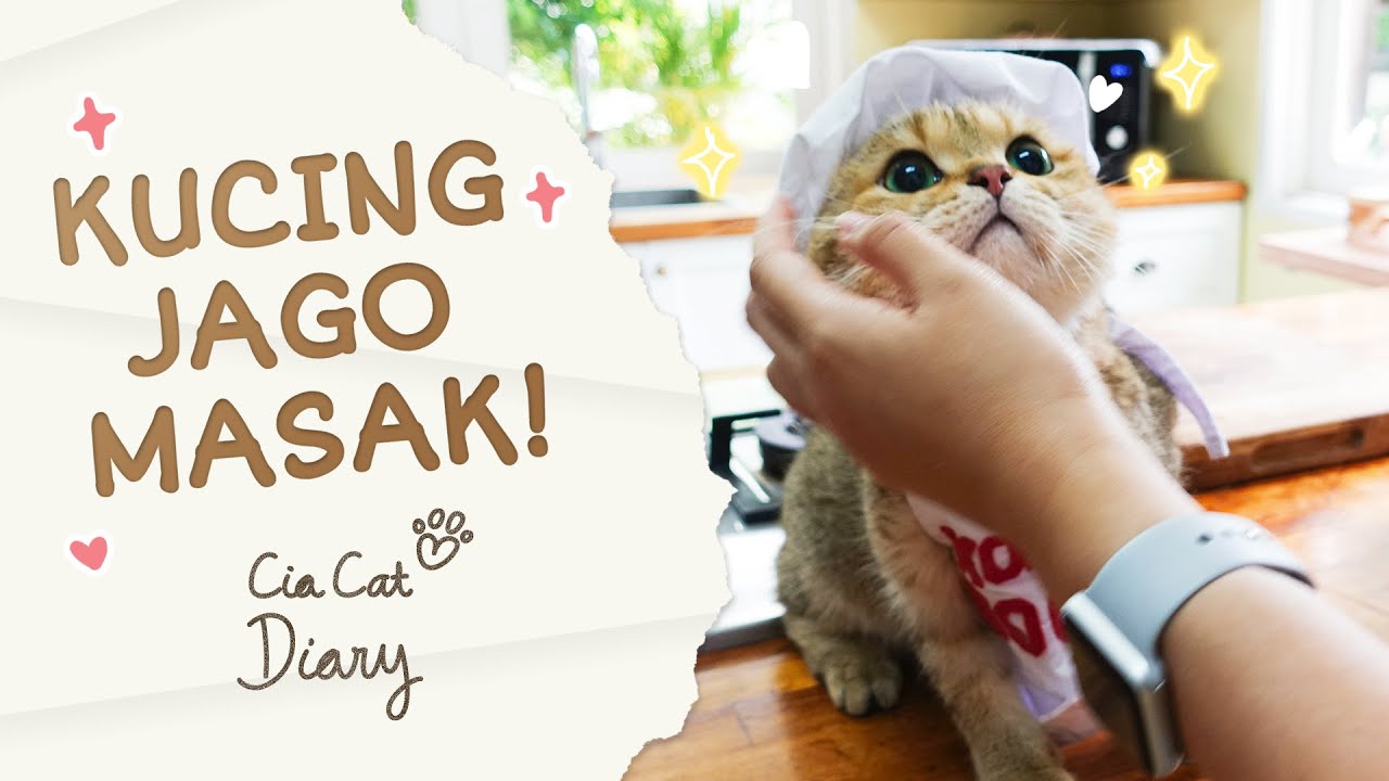 KUCING IMUT MEMASAK - Kompilasi Aksi Koki Koca yang Super Menggemaskan - Cia Cat Diary