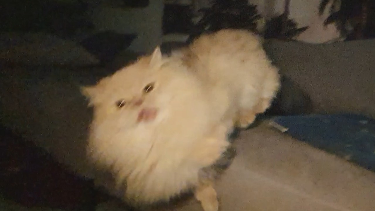 Potato did'nt make it