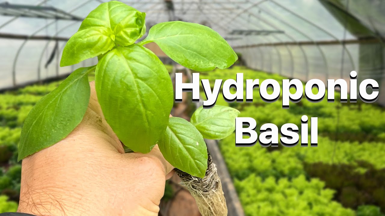Fast growing Hydroponic Basil!