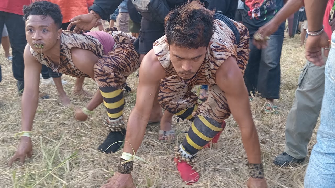 macan-macanan SI MACAN KEMBAR MUNCUL BUDOYO|🔴 LIVE TEGALWERO-BLIMBINGSARI FULL MANGSA!!! 