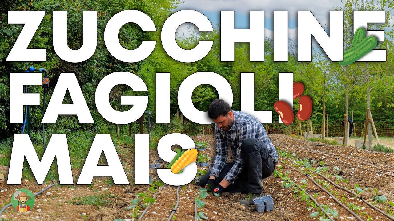 Come coltivare ZUCCHINE, FAGIOLI e MAIS con metodo BIOINTENSIVO
