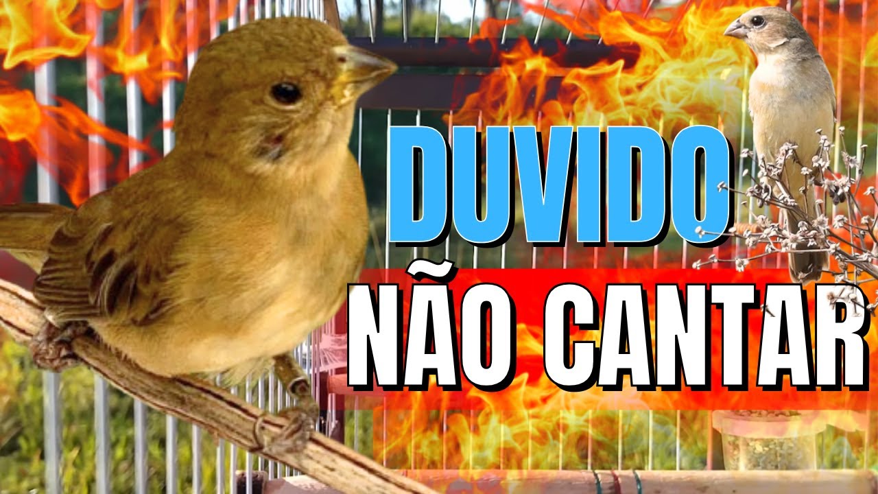 Melhor fêmea de papa capim chamando para foguear Papa capim Esquentar papa capim fêmea de papa capim