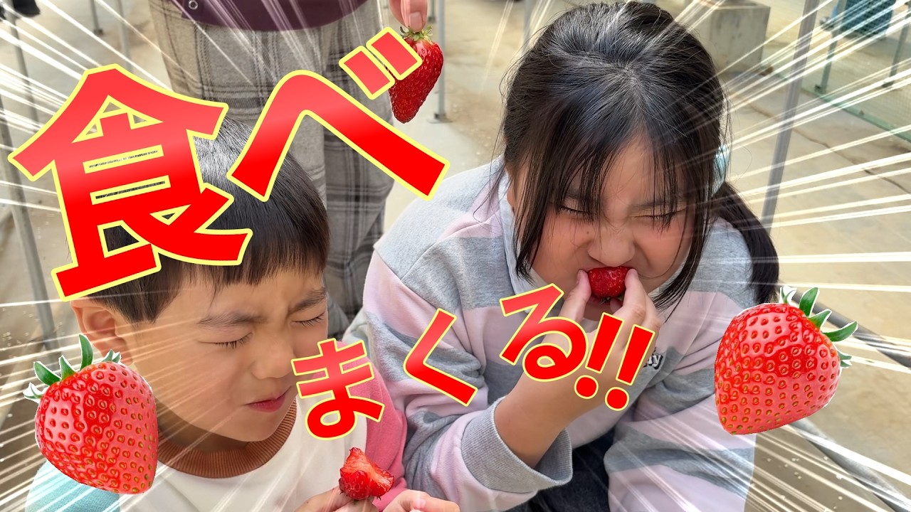 【いちご狩り】甘すぎて止まらない…食べまくった結果🍓