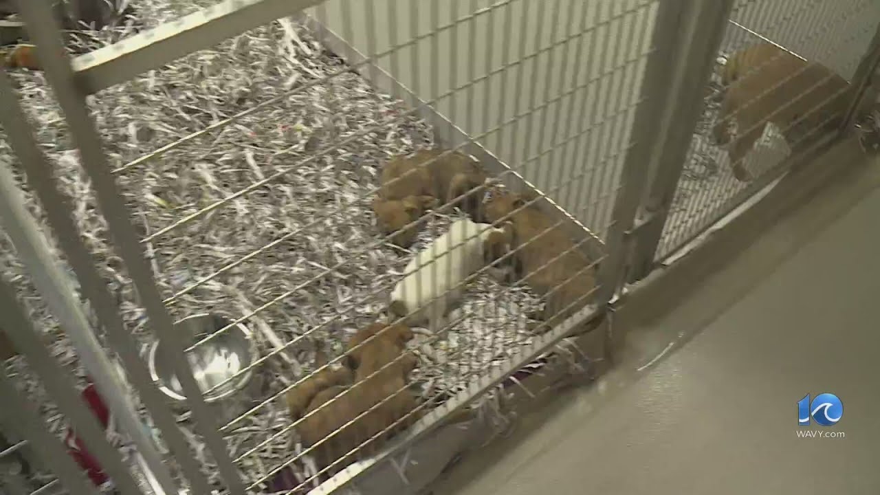 Norfolk SPCA suspends dog adoptions due to URI outbreak