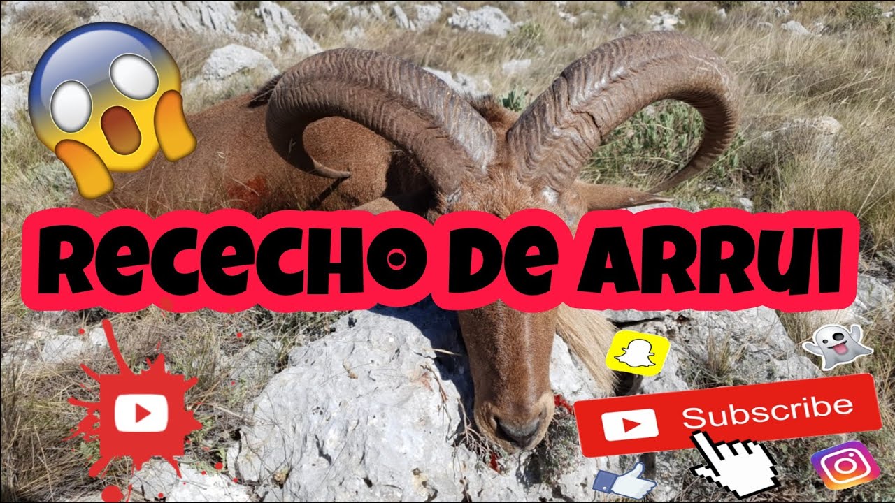 Rececho de arrui