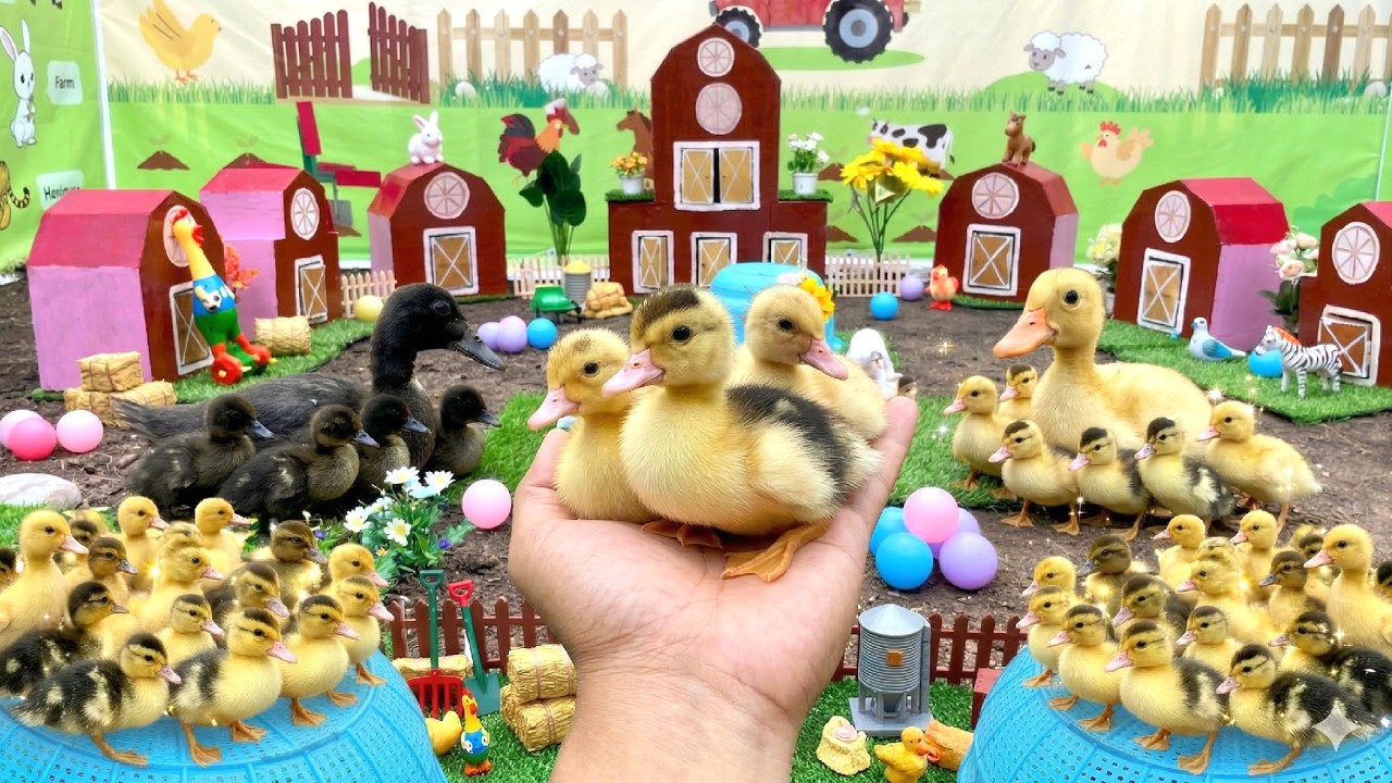Tangkap Bebek lucu, Bebek Berenang, Berburu Entok dan Ayam warna warni