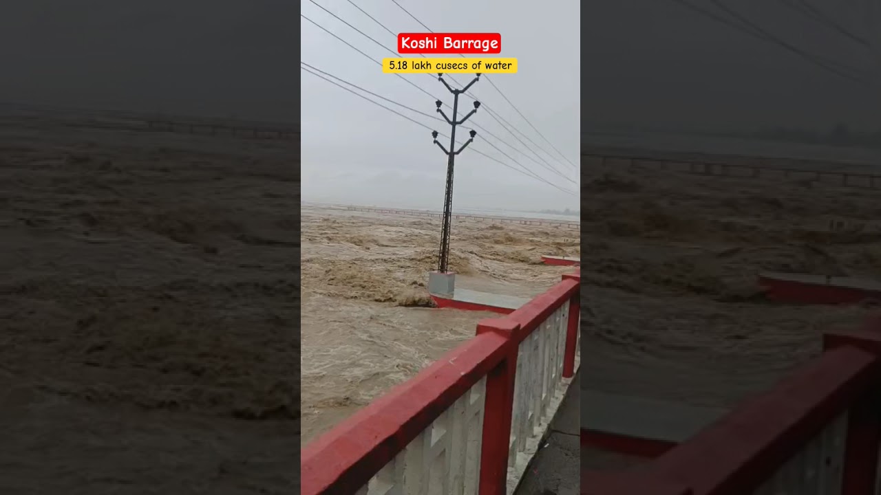 Koshi Barrage News Today |Koshi Barrage water Update |#shorts |#koshibarrage