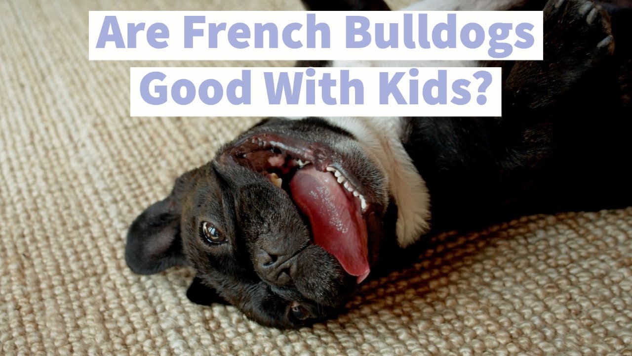 Are French Bulldogs Good With Kids? What Parents Need To Know