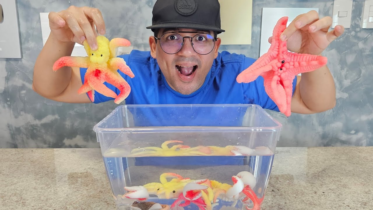 AQUÁRIO DOS ANIMAIS AQUÁTICOS GIGANTES!