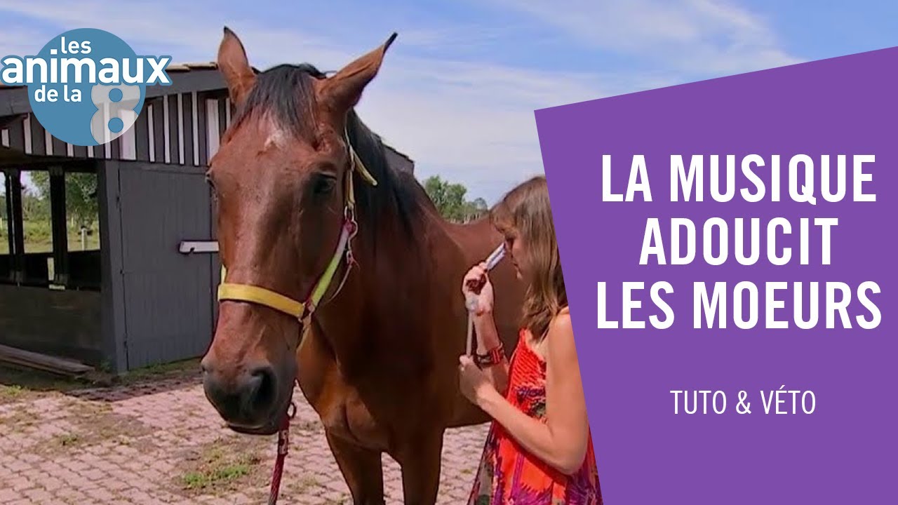 La musique qui murmure à l'oreille des chevaux - Les Animaux de la 8