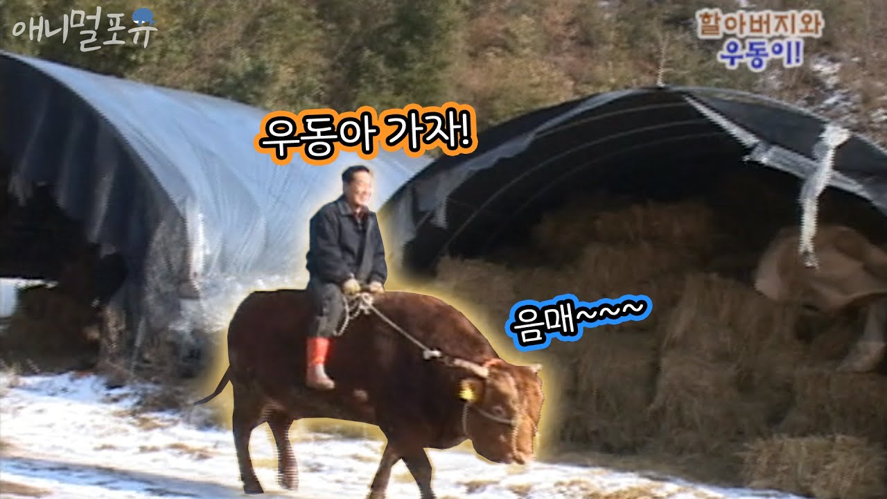 [ENG SUB] 사람 말 알아듣는 근육질 1톤 애완소 a muscular bull who understands human speech.