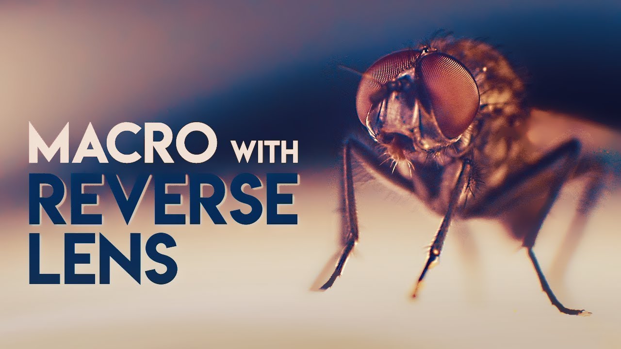 REVERSE Macro LENS Guide - Macro Filmmaking with a REVERSE LENS Mount