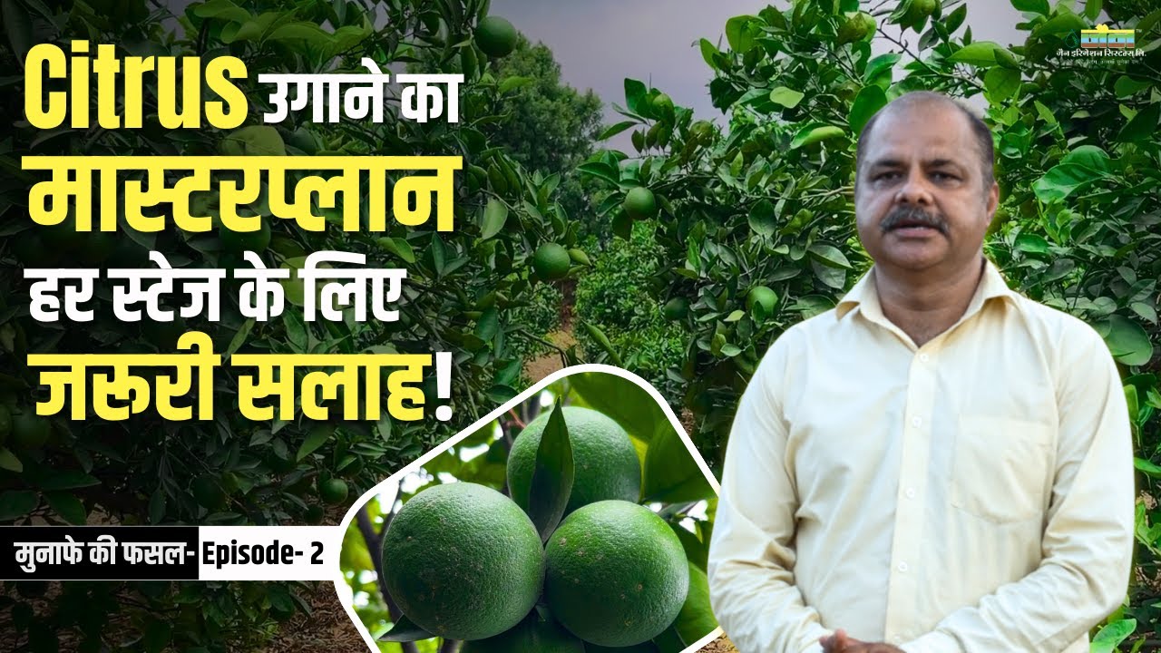 Citrus की खेती: रोपाई से कटाई तक का सफर! | Munafe Ki Fasal - Episode 2