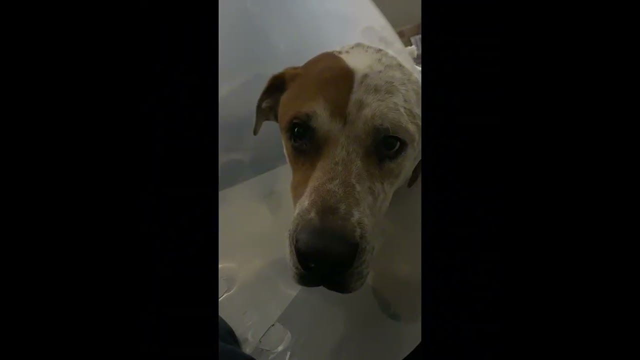 Sammy’s TPLO journey. 