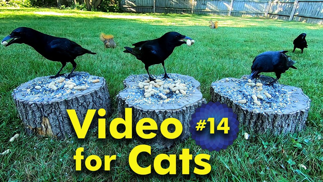 TV for Cats | Backyard Bird and Squirrel Watching | Video 14