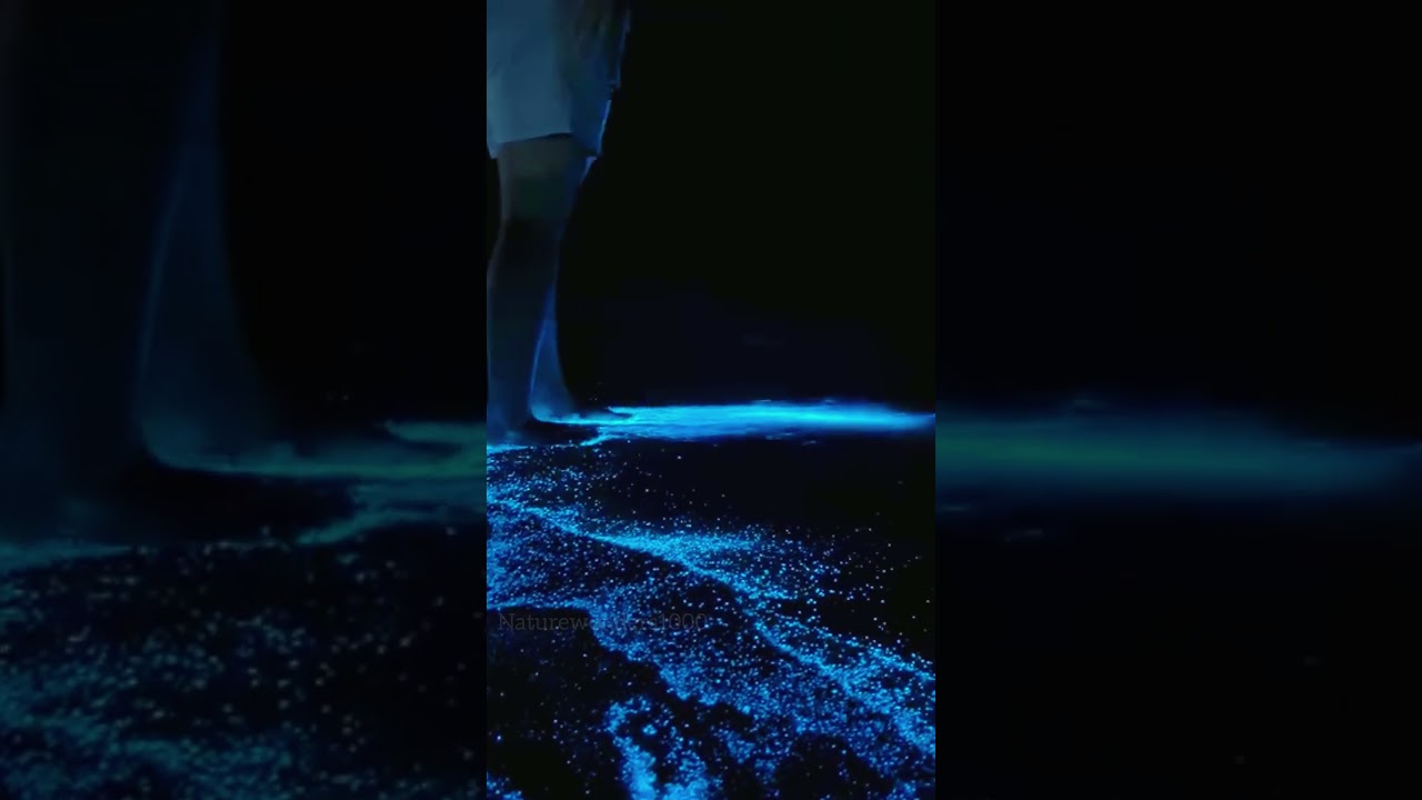 &ldquo;Magical Bioluminescent Plankton Illuminate the Beach! ✨🌊 #Beach #Planktons&rdquo;