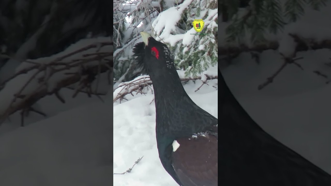 Rotitul cocoșului de munte &icirc;ntr-o pădure a Parcului Național Munții Rodnei din cadrul Romsilva